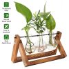 Glass Bulb Plant Terrarium