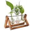 Glass Bulb Plant Terrarium