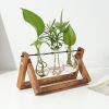 Glass Bulb Plant Terrarium