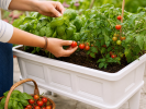White Raised Garden Bed Planter Box